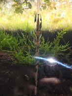 Blauwe garnalen, Dieren en Toebehoren, Vissen | Aquariumvissen, Kreeft, Krab of Garnaal, Zoetwatervis