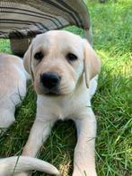 Blonde labrador pups, Dieren en Toebehoren, België, Fokker | Hobbymatig, 8 tot 15 weken, CDV (hondenziekte)