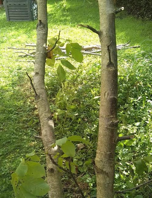 Walnotenhout Voor verwarming, Tuin en Terras, Brandhout, Takken, Overige houtsoorten, Minder dan 3 m³, Ophalen