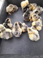 dagdag kuikentjes van brahma zilver/zwart gezoomd, Dieren en Toebehoren, Pluimvee, Geslacht onbekend, Kip