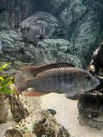 Malawi cichlide koppel, Vis, Zoetwatervis