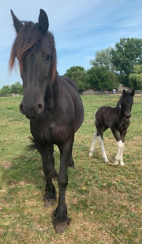 Prachtige fries merrie met barock pinto veulen, Dieren en Toebehoren, Paarden, Merrie, Niet van toepassing, 160 tot 165 cm, 3 tot 6 jaar