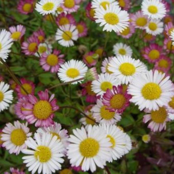 Erigeon karvinskianus of muurfijnstraal (bodembedekker), Tuin en Terras, Planten | Tuinplanten, Vaste plant, Bodembedekkers, Ophalen