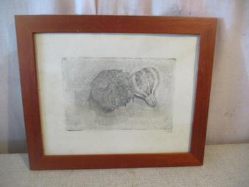 Belle gravure ancienne « Citrouilles » - 35x29