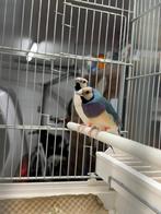 Gouldamadine/ goulds blauwe te koop, Dieren en Toebehoren, Vogels | Overige Vogels, Tropenvogel