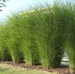 GRATIS miscanthus sinensis gracillimus (prachtriet) x6, Enlèvement
