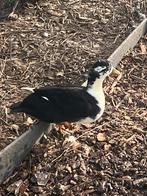 Kwaker eend gezocht man, Dieren en Toebehoren, Eend