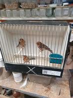 Agaat rood mozaiek  kweek koppel plus 3 jongen, Dieren en Toebehoren, Vogels | Kanaries