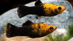 Molly, Dieren en Toebehoren