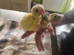 Handtamme  pyrrhura  creme ino en split, Dieren en Toebehoren