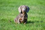 Teckel pups te koop, Dieren en Toebehoren, Honden | Teckels en Dashonden, 15 weken tot 1 jaar, CDV (hondenziekte), Dwerg, Meerdere
