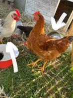 Jonge hanen, Dieren en Toebehoren, Vogels | Overige Vogels, Mannelijk, Tam