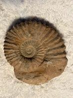 Ammonite de grande taille, Enlèvement