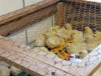39 kuikens Poule de Bresse voor € 175,-, Poule ou poulet, Sexe inconnu
