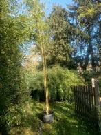 bamboe :  Phyllostachys, Ophalen, Vaste plant