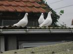 Witte Reisduiven, Dieren en Toebehoren, Vogels | Duiven, Meerdere dieren, Postduif