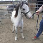 Welsch jaarling hengst, Dieren en Toebehoren, Pony's, Hengst, B, Met stamboom