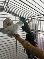 Forpusjes, Meerdere dieren, Dwergpapegaai of Agapornis, Geringd