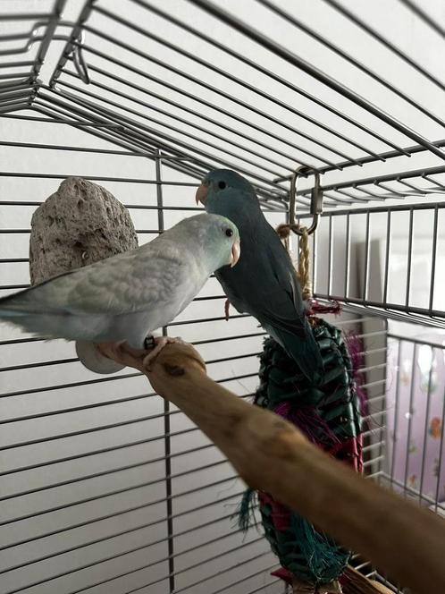Forpusjes, Dieren en Toebehoren, Vogels | Parkieten en Papegaaien, Dwergpapegaai of Agapornis, Meerdere dieren, Tam, Geringd