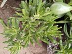 CRASSULA OVATA JADE BOOM, Huis en Inrichting, Kamerplanten, Ophalen