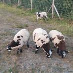 baggerbonte lammeren, Dieren en Toebehoren, Schapen, Geiten en Varkens