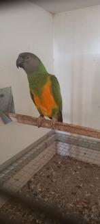 Bonte boer senegal papegaai, Dieren en Toebehoren, Vogels | Parkieten en Papegaaien, Papegaai