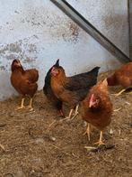 Legkippen bruin, zwart en witte leghorn, Dieren en Toebehoren, Pluimvee, Vrouwelijk, Kip