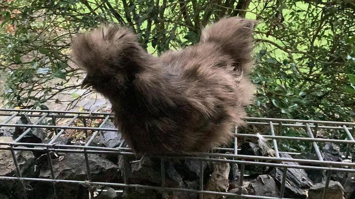 Usa zijdehoen hennen, Dieren en Toebehoren, Pluimvee, Kip, Vrouwelijk