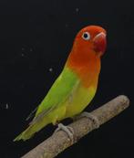 Groen opaline dilute. Kweekrijpe man, Mâle, Perroquet nain ou Inséparable, Bagué