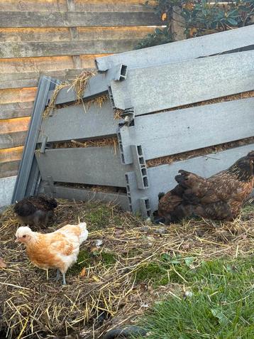 Kip met 3 kuikens te koop beschikbaar voor biedingen