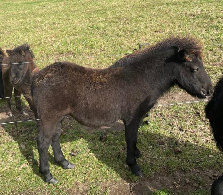 Shetlandpony merrieveulen te koop., Dieren en Toebehoren, Pony's, Merrie, 0 tot 2 jaar, Met stamboom, Gechipt, Ontwormd