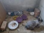 Mama konijn samen met kindren, Dieren en Toebehoren