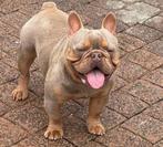 Ervaren Isabella cherrytan franse bulldog dekreu, Dieren en Toebehoren, België, Fokker | Hobbymatig, Reu, 1 tot 2 jaar