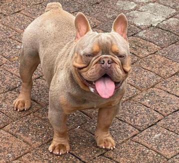 Ervaren Isabella cherrytan franse bulldog dekreu 