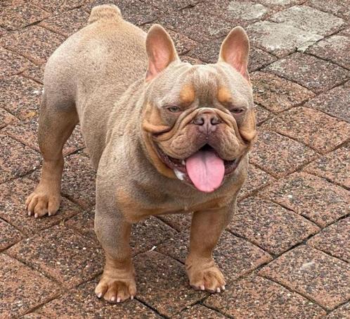 Ervaren Isabella cherrytan franse bulldog dekreu, Dieren en Toebehoren, Honden | Dekreuen, Reu, Fokker | Hobbymatig, Eén hond