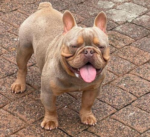 Ervaren Isabella cherrytan franse bulldog dekreu, Animaux & Accessoires, Chiens | Chiens mâles pour saillie & Étalons, Chien (mâle)