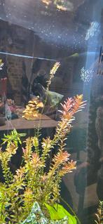 Maanvissen, Dieren en Toebehoren, Vissen | Aquariumvissen