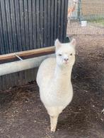 Jonge alpaca merrie, Dieren en Toebehoren, December, Vrouwelijk