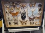 Boite à insectes, Collections, Enlèvement, Comme neuf, Insecte, Autres types