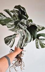 Monstera Albo Variegata – XXL gewortelde stekken, Autres espèces, Moins de 100 cm, Enlèvement, Plante verte