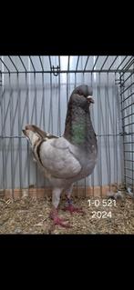 Duitse modena.s, Dieren en Toebehoren, Vogels | Duiven