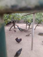 Jonge pauwen, Dieren en Toebehoren