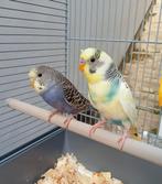 2 prachtige parkieten met kooi, Dieren en Toebehoren, Meerdere dieren, Parkiet