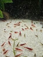 Crevettes, Animaux & Accessoires