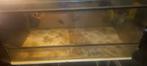 glazen terarium, Dieren en Toebehoren, Reptielen en Amfibieën | Toebehoren, Ophalen, Gebruikt, Terrarium of Paludarium