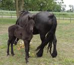 Ibero friese veulens/paarden