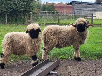 Walliser schwarznase zwartneusschapen rammen  beschikbaar voor biedingen