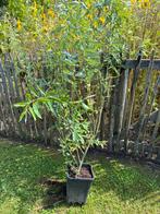 Doorbloeiende amandelwilgen, Tuin en Terras, Planten | Bomen, Ophalen
