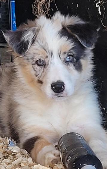 Border Collie pups geboren en opgroeiend in mn huisje, Dieren en Toebehoren, Honden | Herdershonden en Veedrijvers, België, Fokker | Hobbymatig