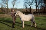 Halve stal / lease Welsh sport pony regio Tessenderlo, Dieren en Toebehoren, Ruin, B pony (1.17m tot 1.27m), Gechipt, 3 tot 6 jaar